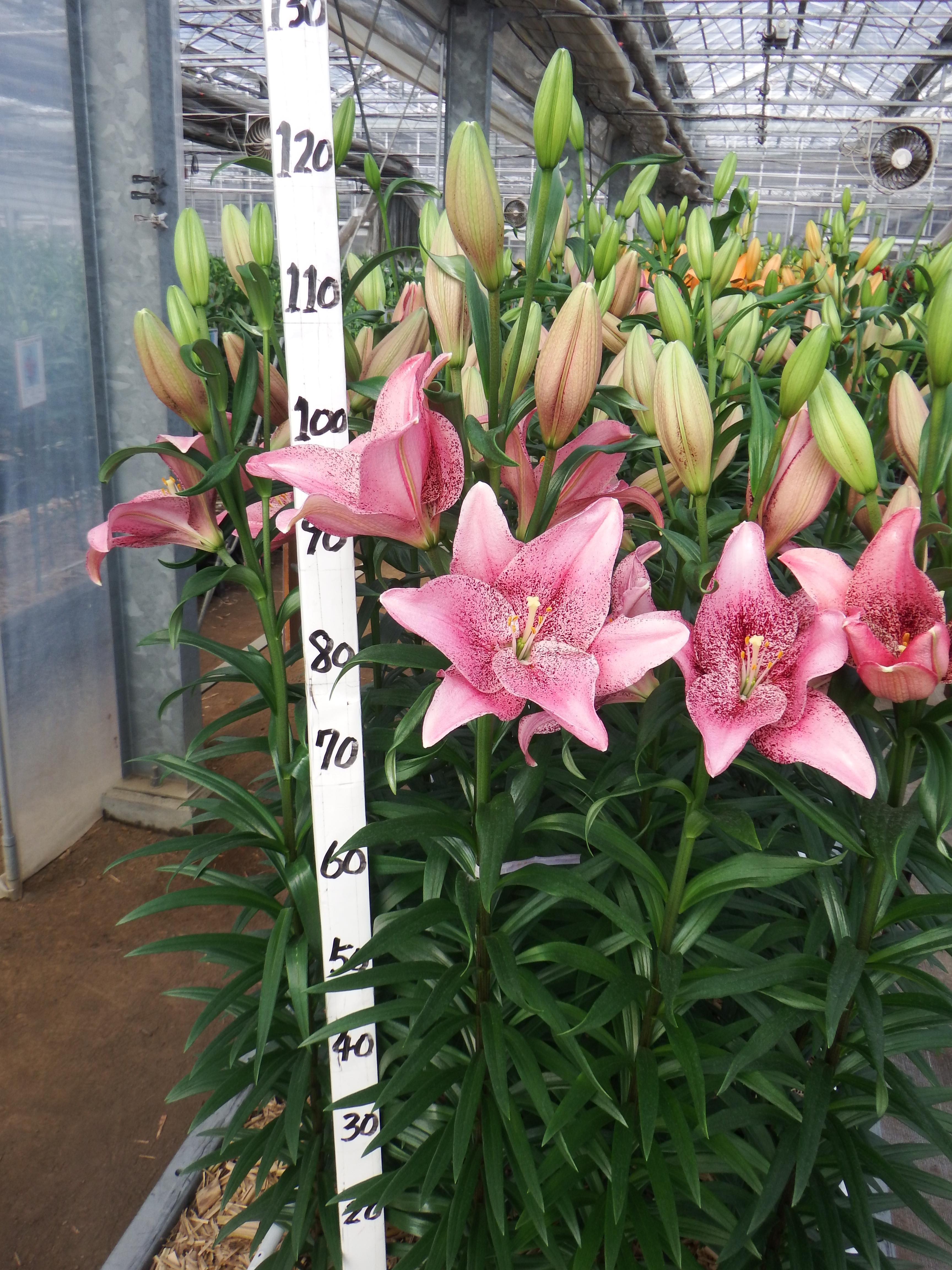 スイートシュガー